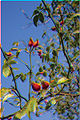 Miniatură pentru versiunea din 22 septembrie 2009 21:24
